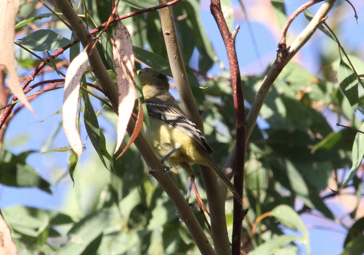 Hooded Oriole - Michael Rogers