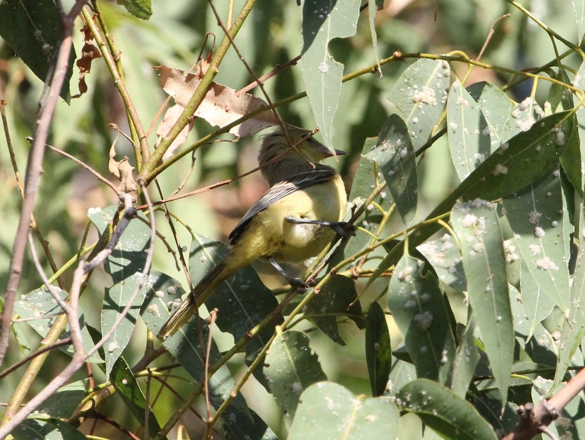 Turpial Enmascarado - ML623586787