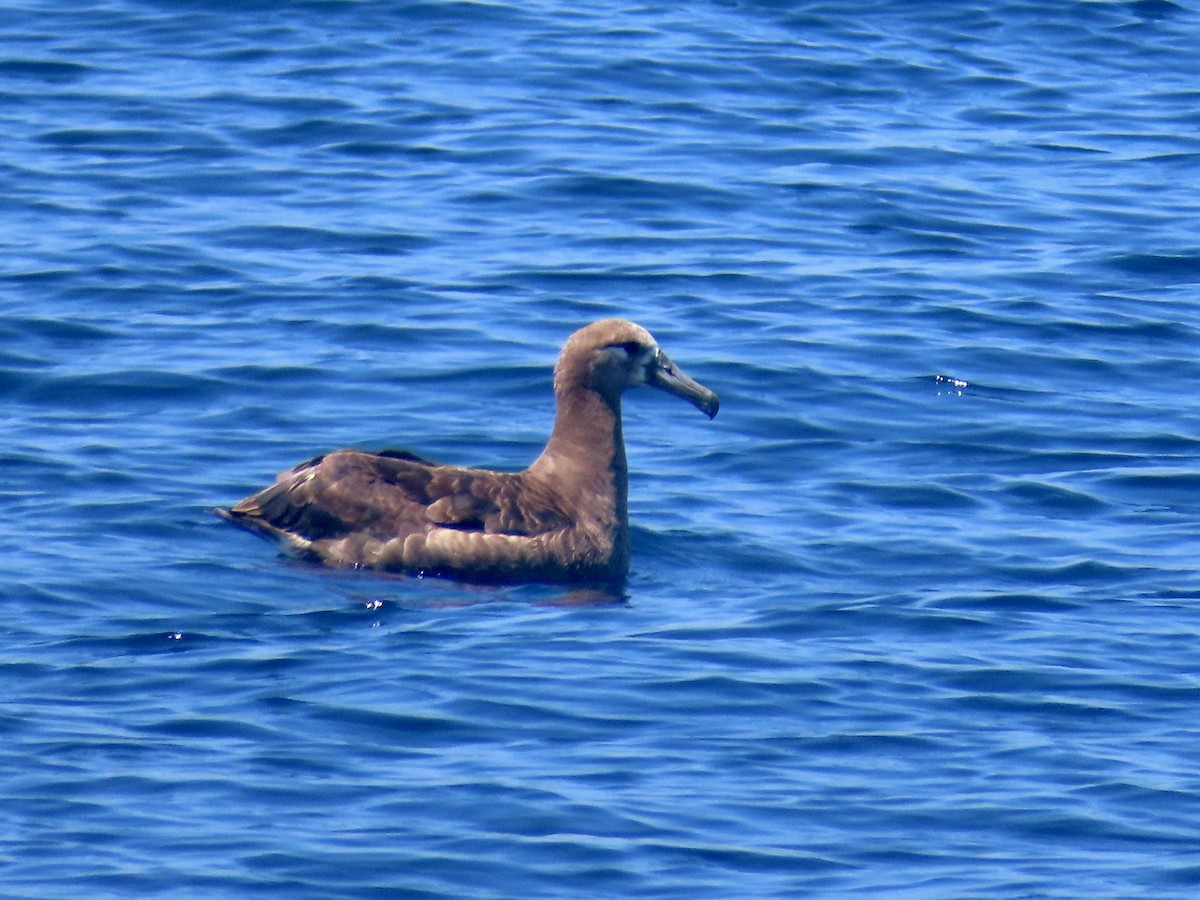 Black-footed Albatross - ML623586833