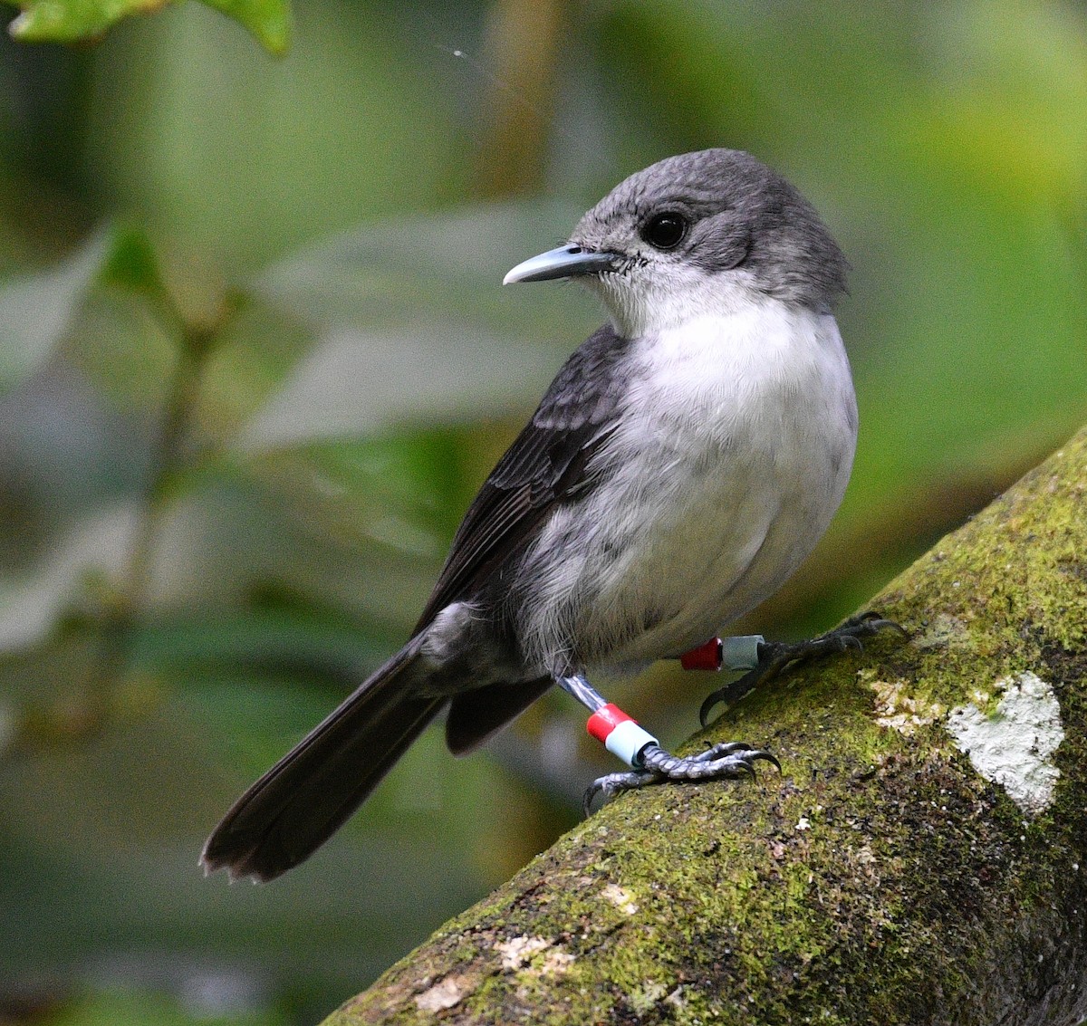 Rarotonga Monarch - ML623586849