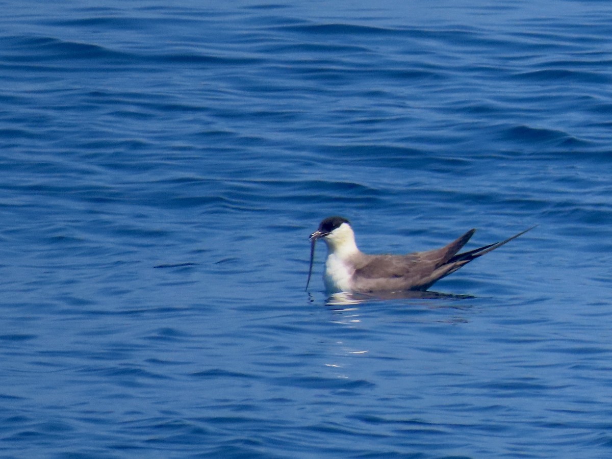 Long-tailed Jaeger - Gary Byerly