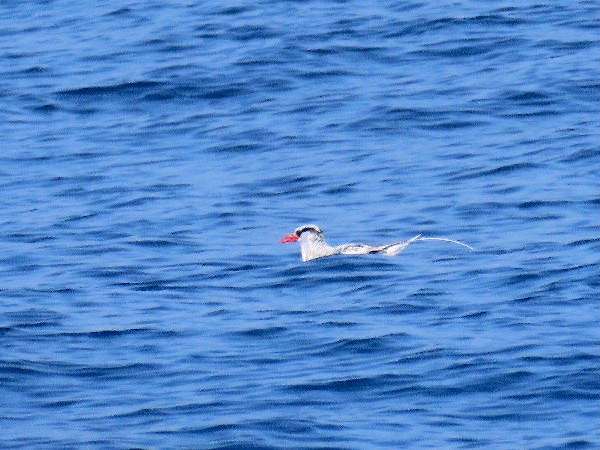 Red-billed Tropicbird - ML623586862