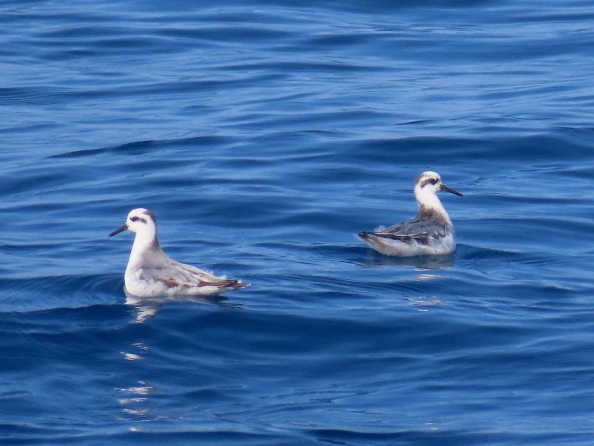 Red Phalarope - ML623586868