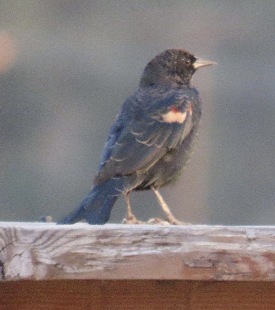 Tricolored Blackbird - ML623586874