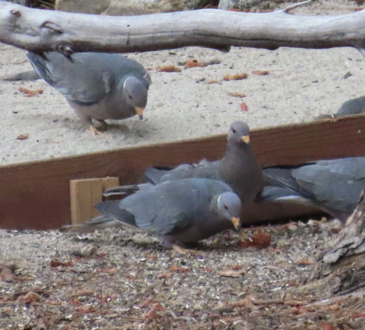 Band-tailed Pigeon - ML623586888