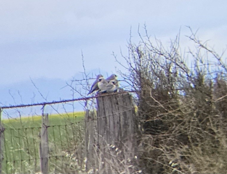 Black-faced Woodswallow (Black-vented) - ML623586958
