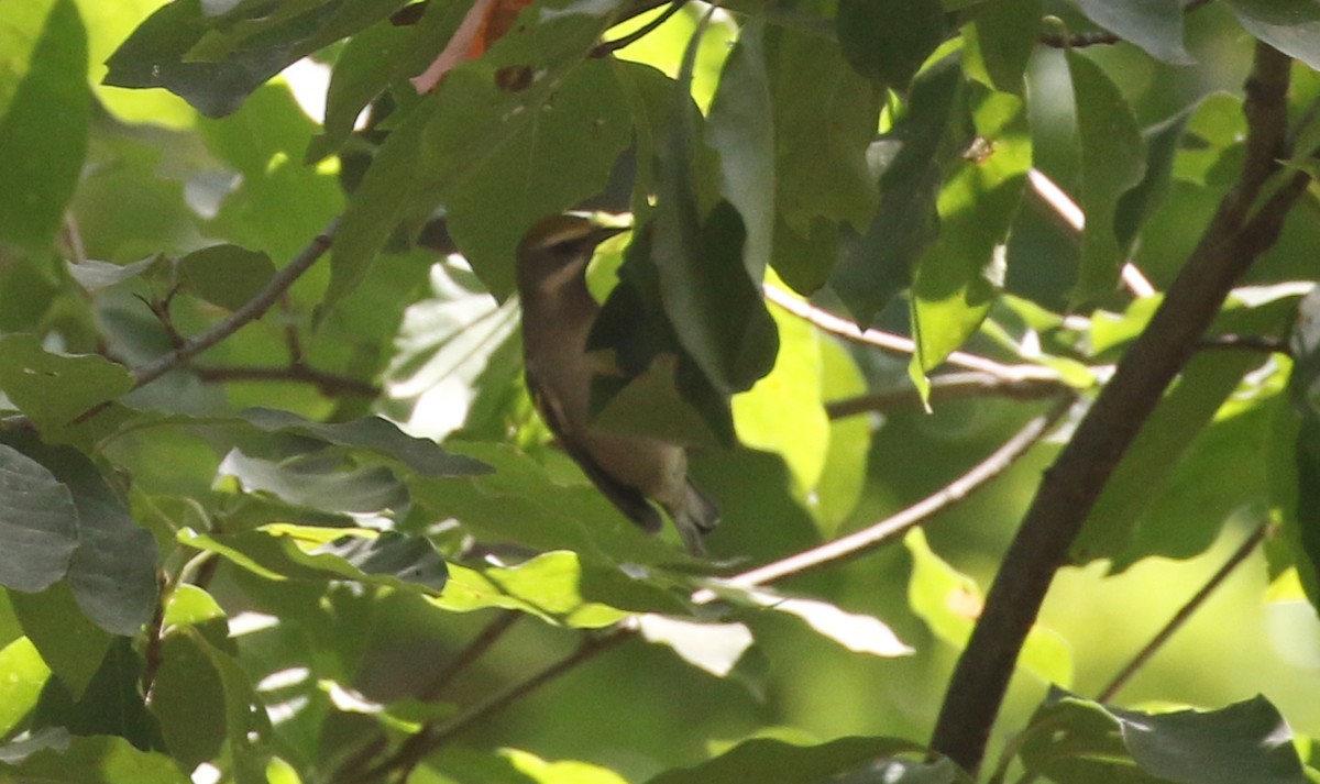 Golden-winged Warbler - ML623586966