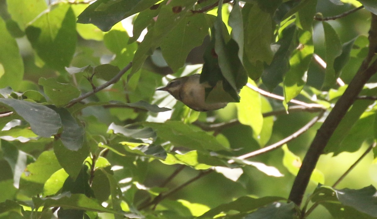 Golden-winged Warbler - ML623586967