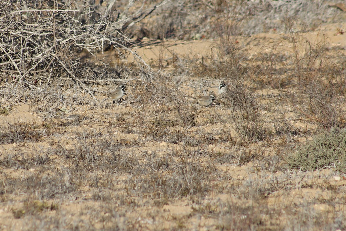 Black-throated Sparrow - ML623586997