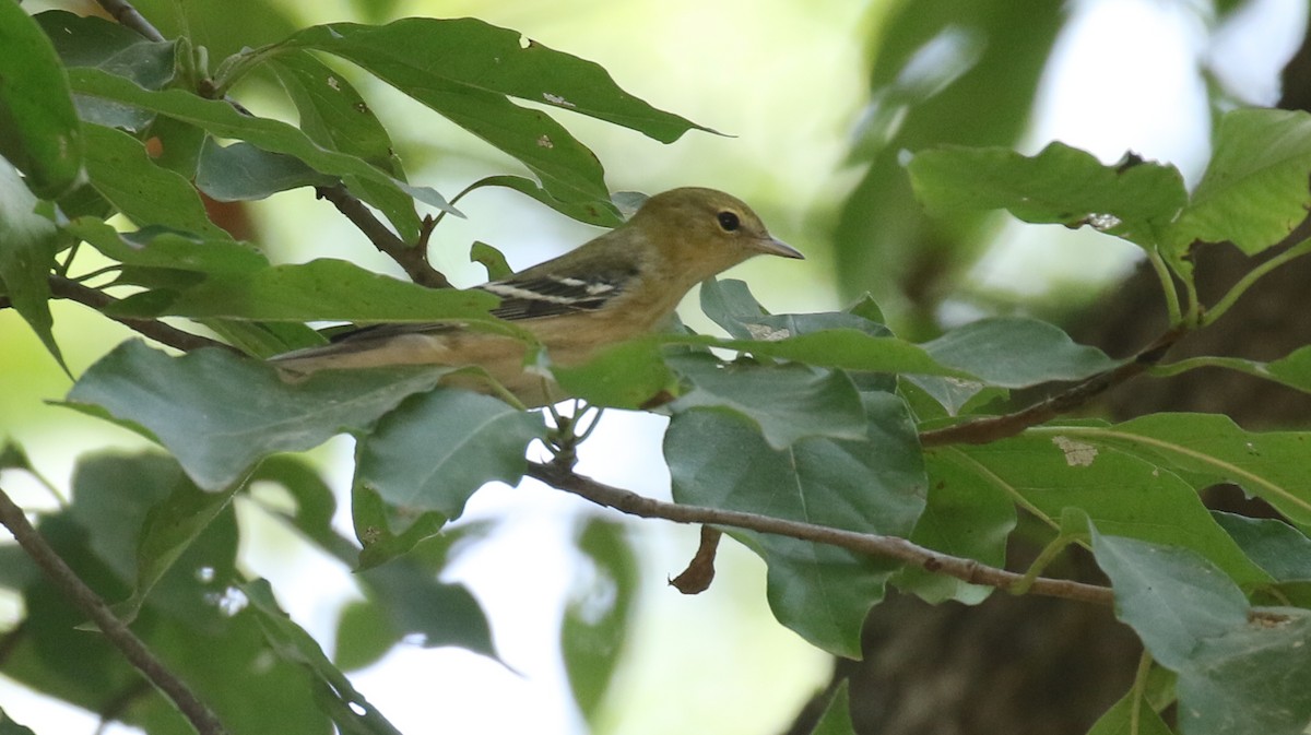 Bay-breasted Warbler - Michael Woodruff