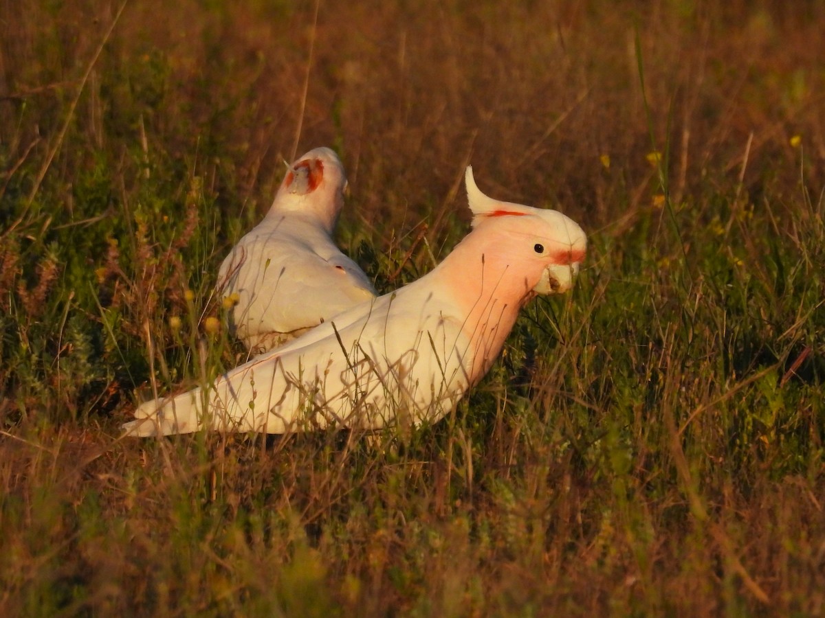 Pink Cockatoo - ML623587011