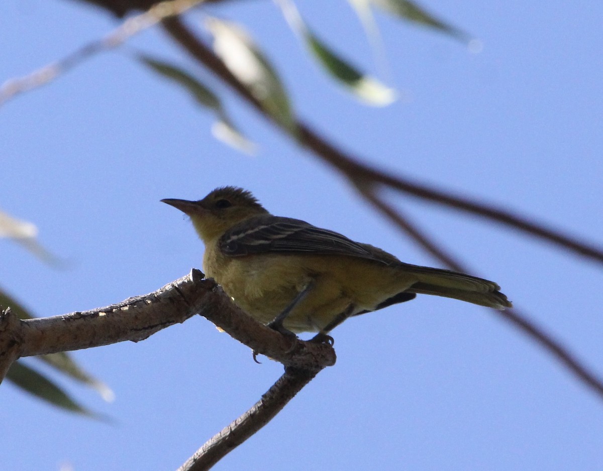 Hooded Oriole - Michael Rogers