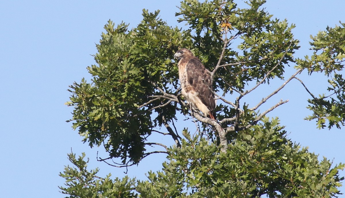 Rotschwanzbussard - ML623587110