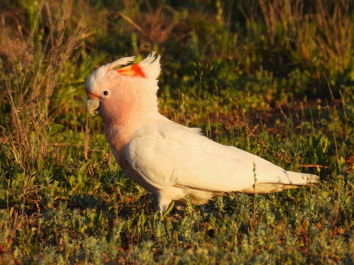 Pink Cockatoo - ML623587111