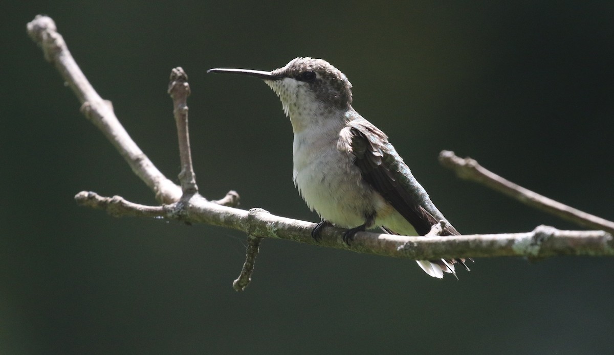 Ruby-throated Hummingbird - ML623587130