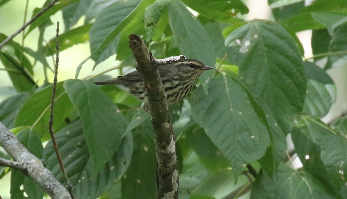 Northern Waterthrush - ML623587137