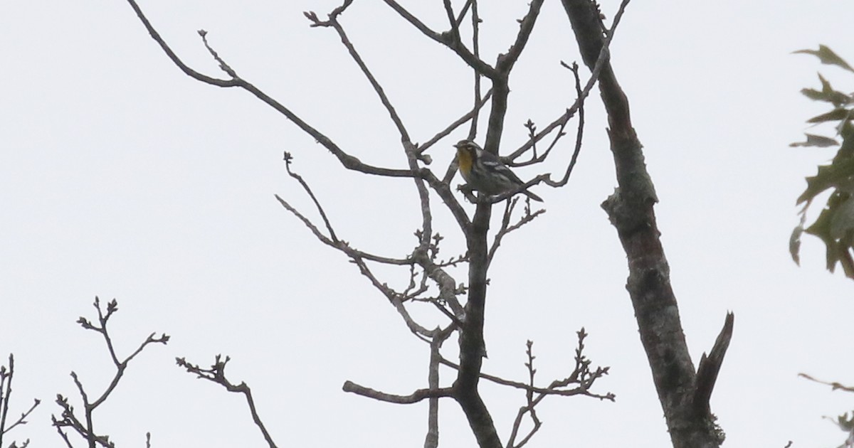 Yellow-throated Warbler - ML623587151