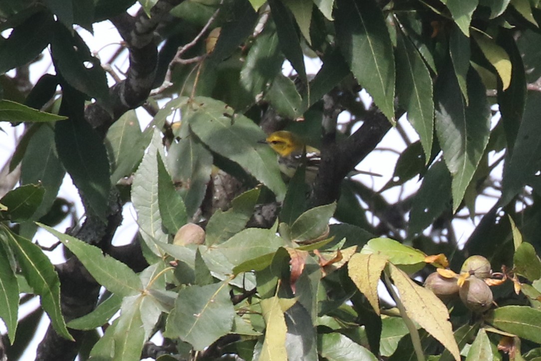 Black-throated Green Warbler - ML623587181