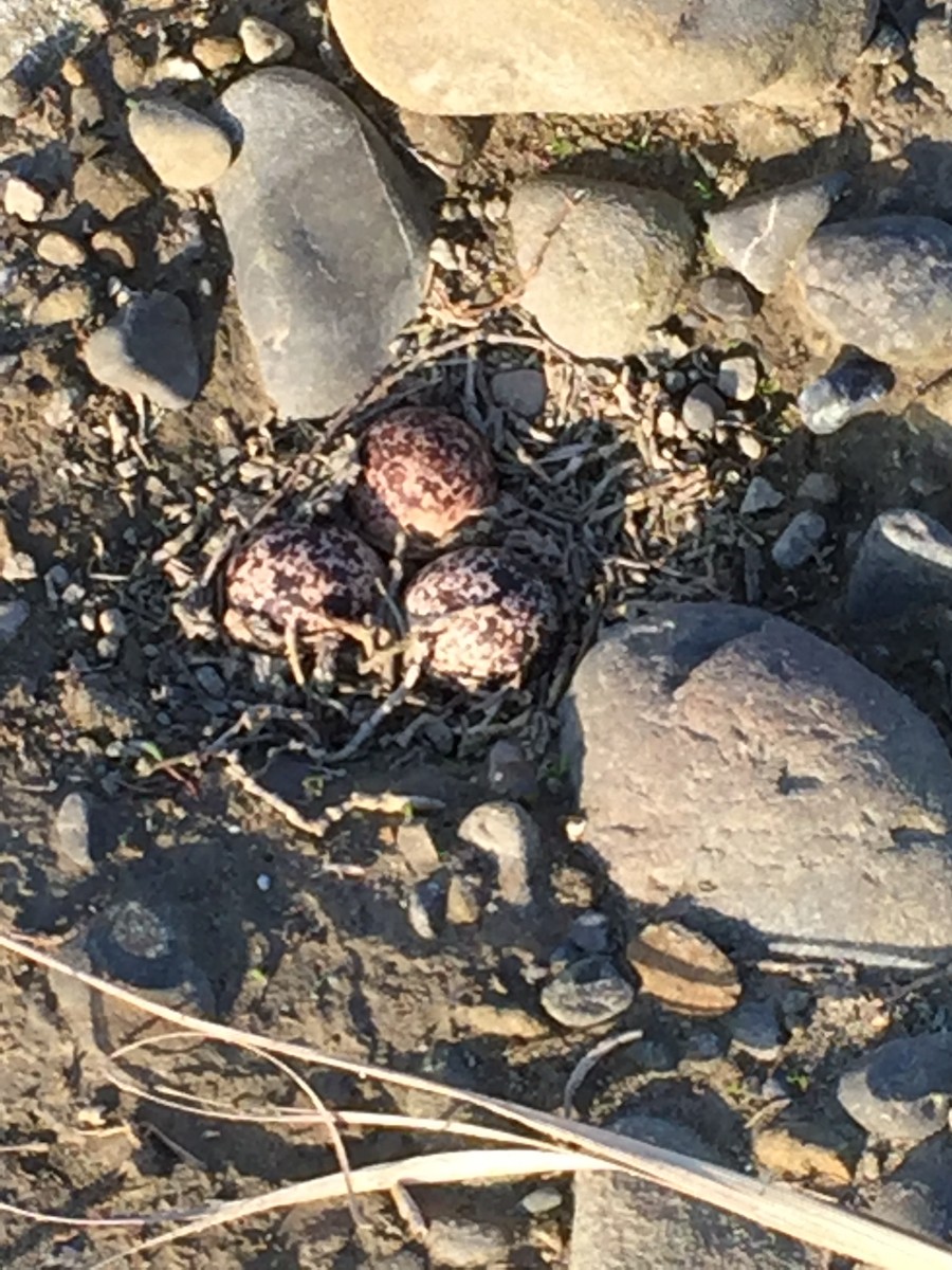 Double-banded Plover - ML623587214