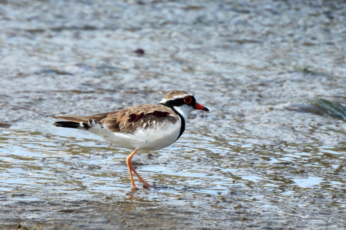 Black-fronted Dotterel - ML623587233