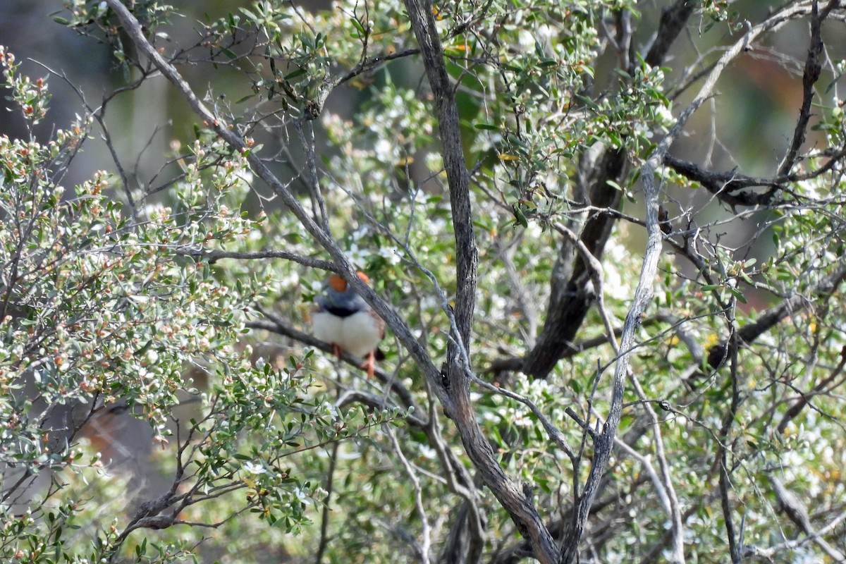 Zebra Finch - ML623587264