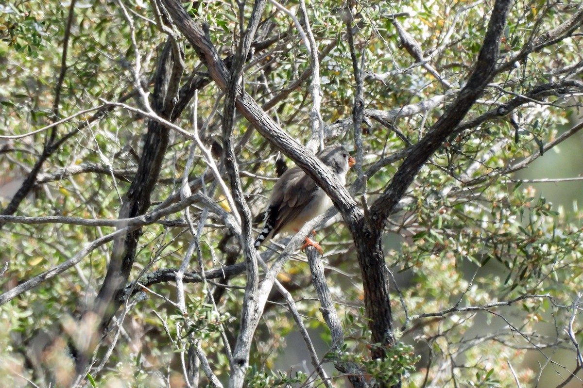 Zebra Finch - ML623587275