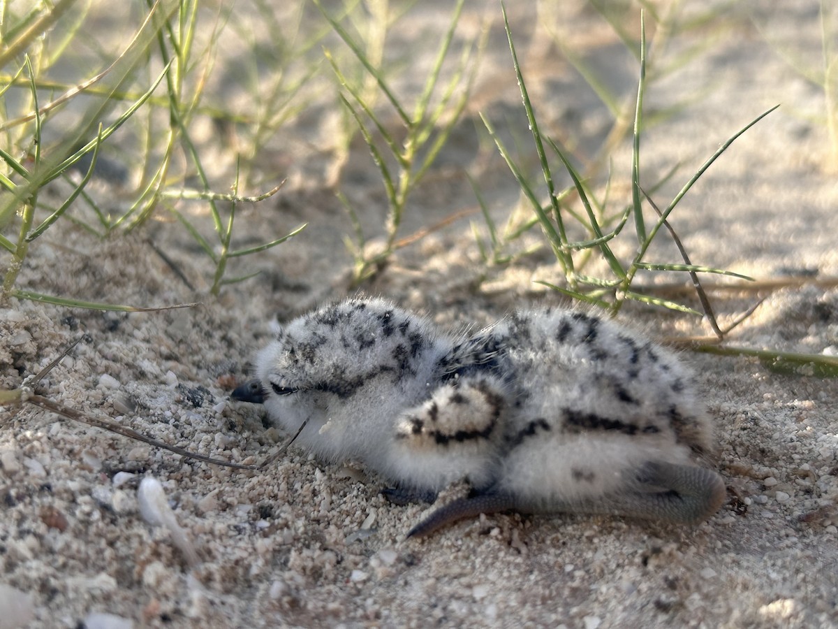 Snowy Plover - ML623587276