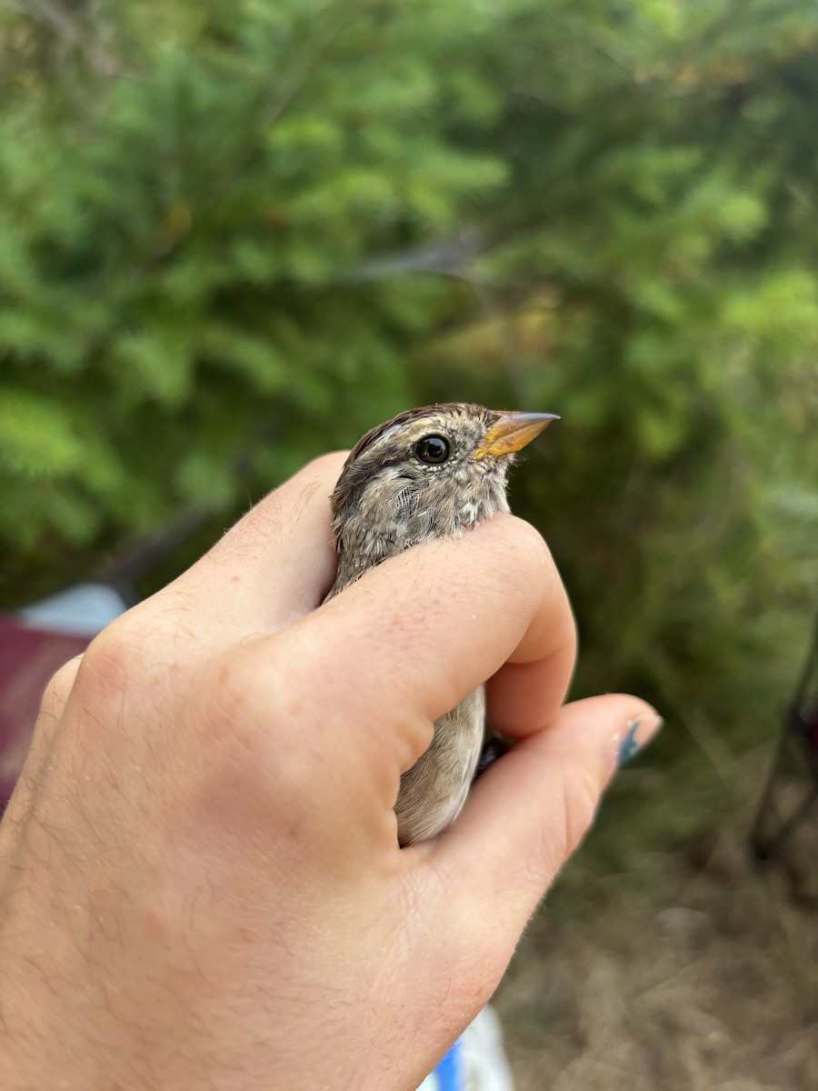 White-crowned Sparrow (Yellow-billed) - ML623587311