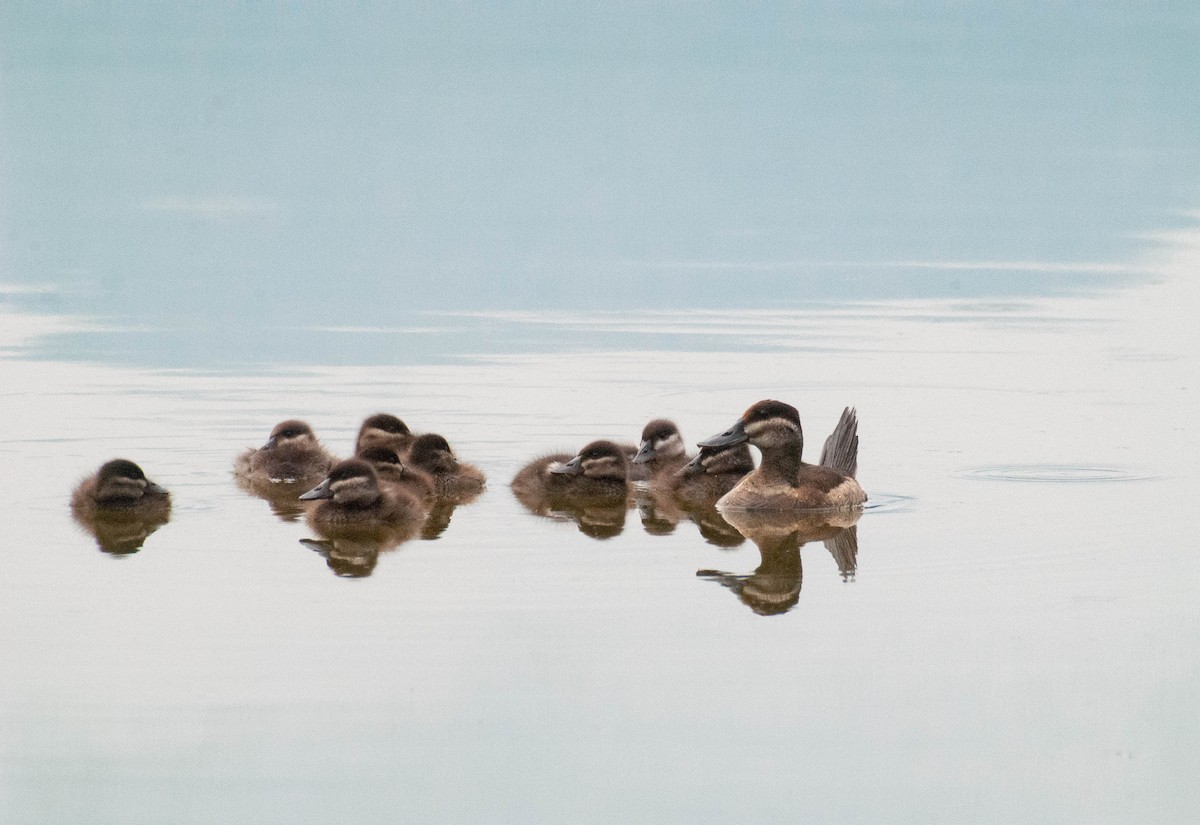 Ruddy Duck - Hanji Eduardo Alegría Ovando