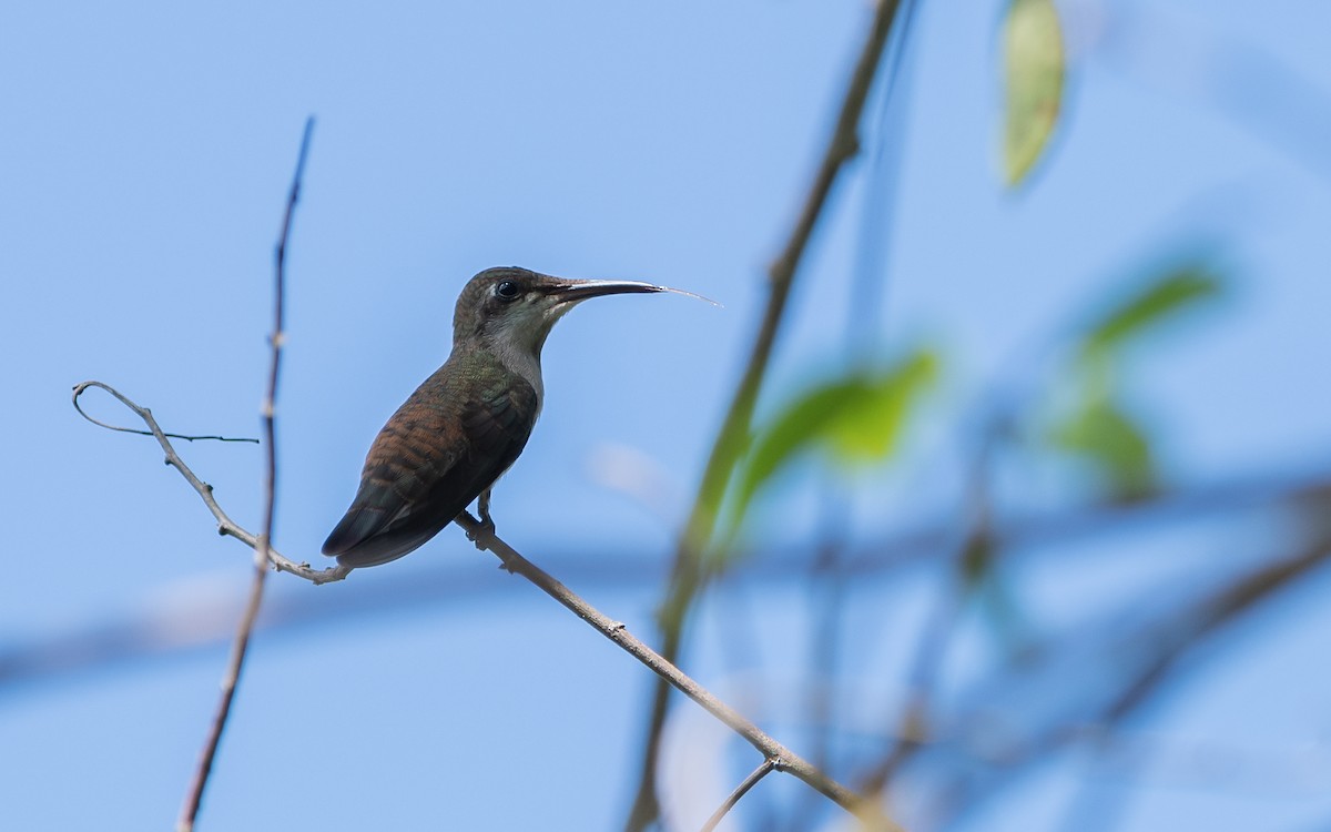 Ruby-topaz Hummingbird - ML623587333