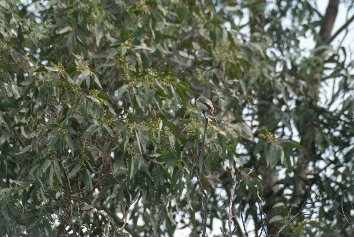 Olive-sided Flycatcher - Hanji Eduardo Alegría Ovando