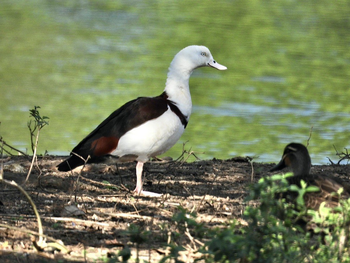 Radjah Shelduck - ML623587389