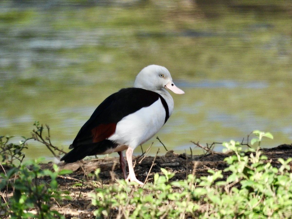 Radjah Shelduck - ML623587391