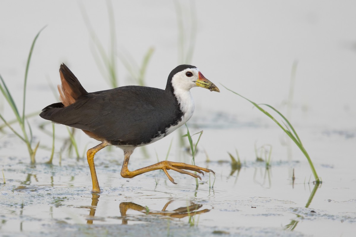 White-breasted Waterhen - ML623587392