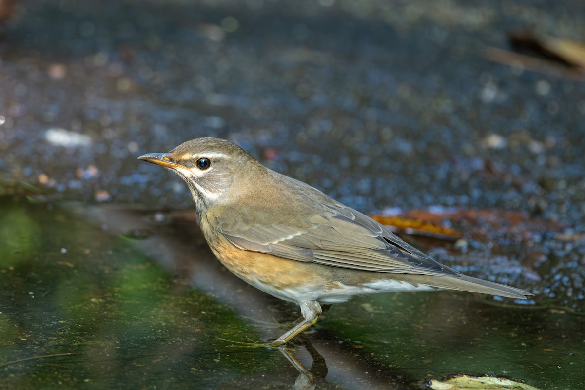 Eyebrowed Thrush - ML623587401