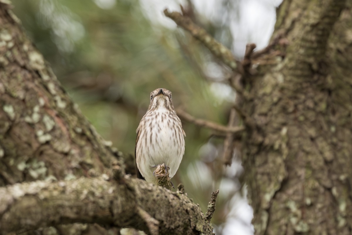 Gray-streaked Flycatcher - ML623587423