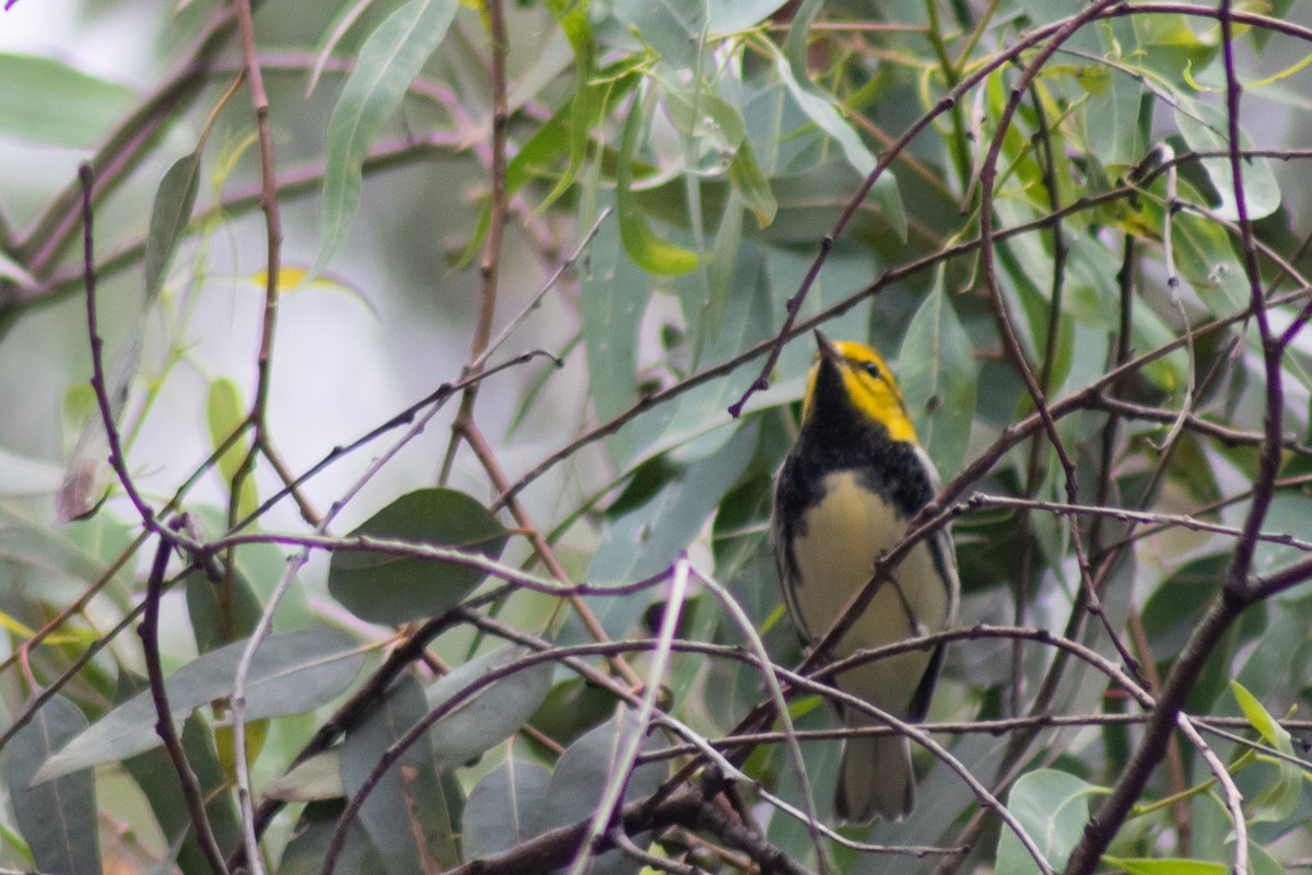 Black-throated Green Warbler - Alejandro López Michelena