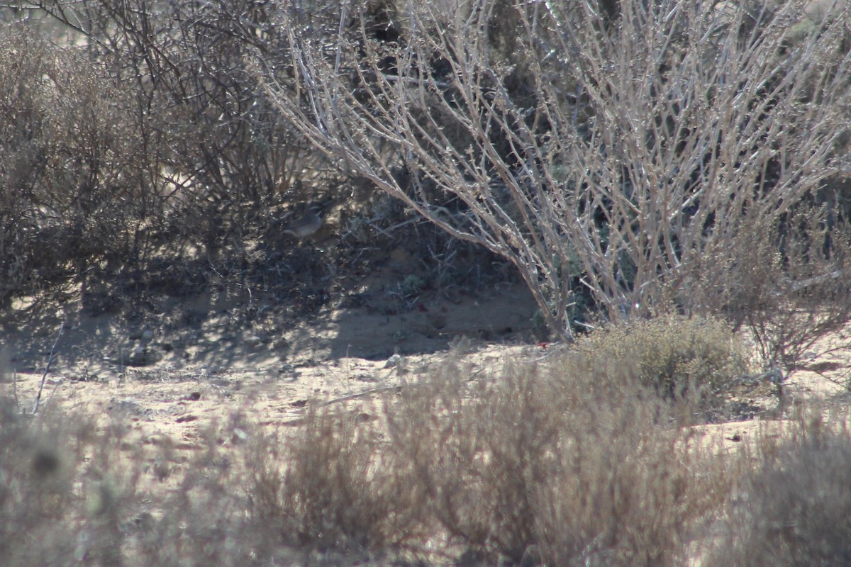 Black-throated Sparrow - ML623587448