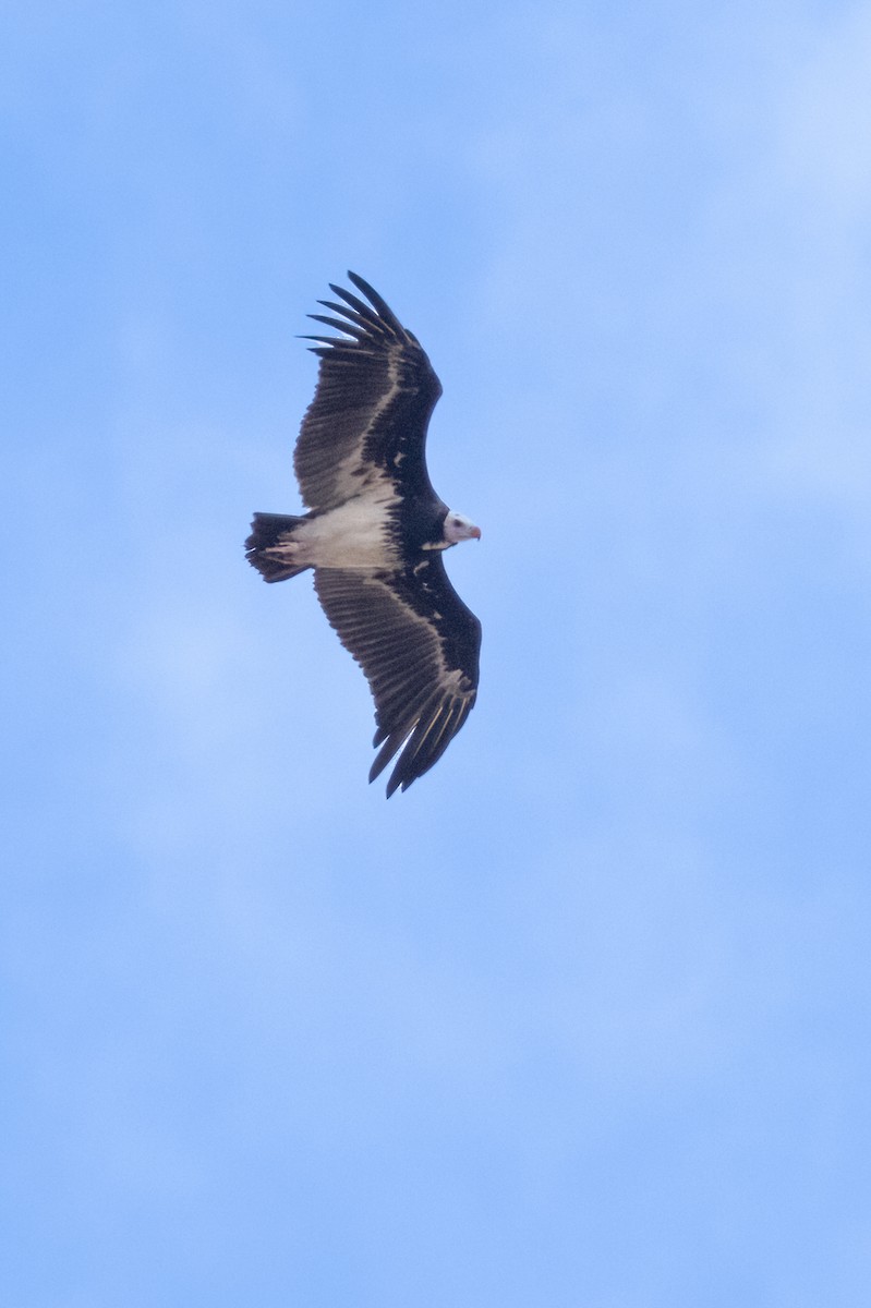 White-headed Vulture - ML623587459