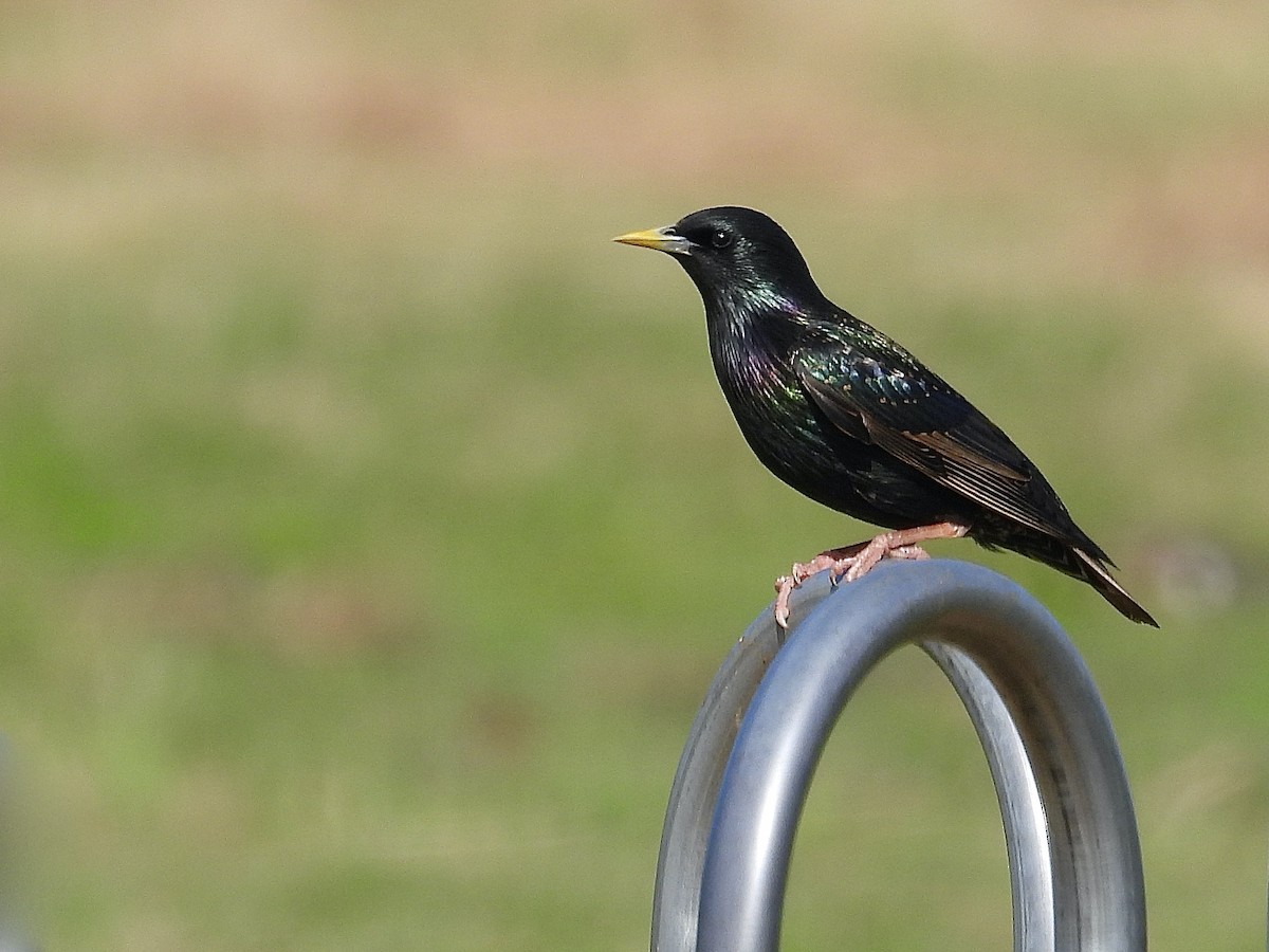 歐洲椋鳥 - ML623587460