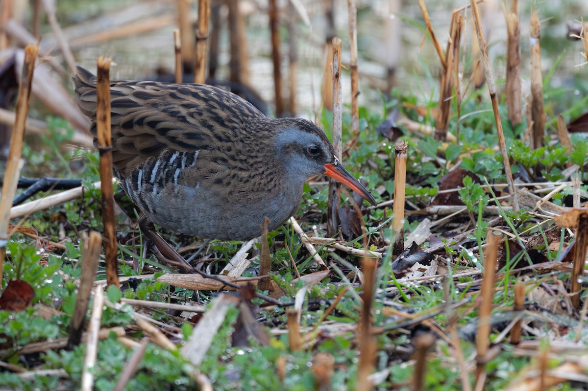 Brown-cheeked Rail - ML623587508