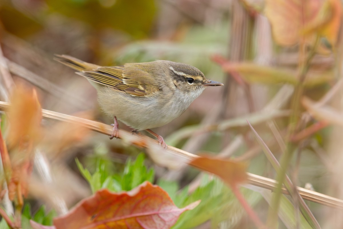 Sakhalin Leaf Warbler - ML623587522