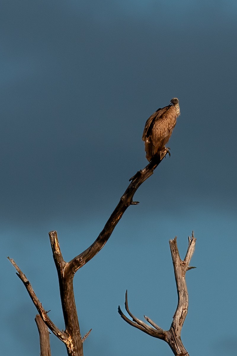 White-backed Vulture - ML623587524