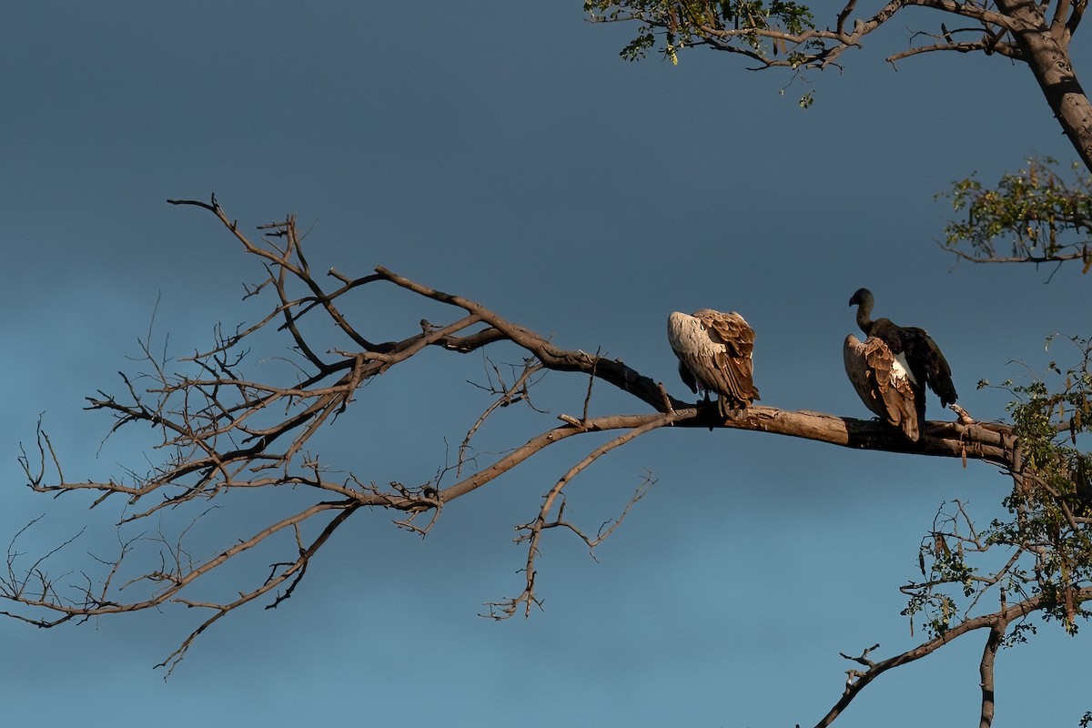 White-backed Vulture - ML623587525