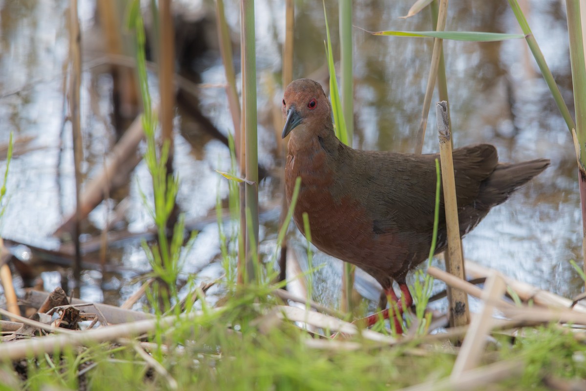 Ruddy-breasted Crake - ML623587526