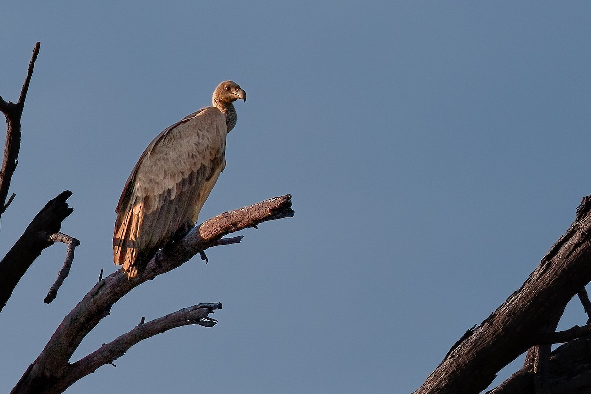 White-backed Vulture - ML623587527