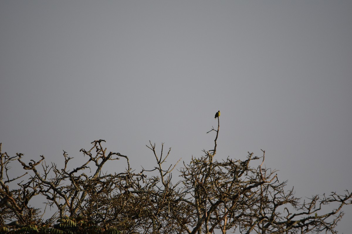 African Green-Pigeon - ML623587531