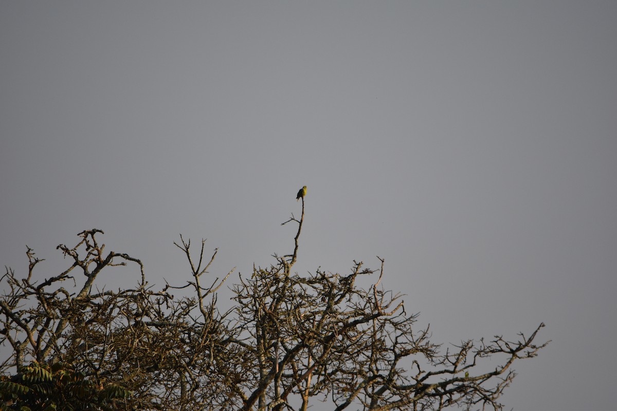 African Green-Pigeon - ML623587532