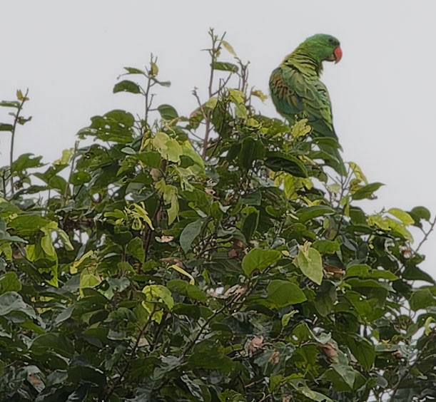 Blue-naped Parrot - ML623587537