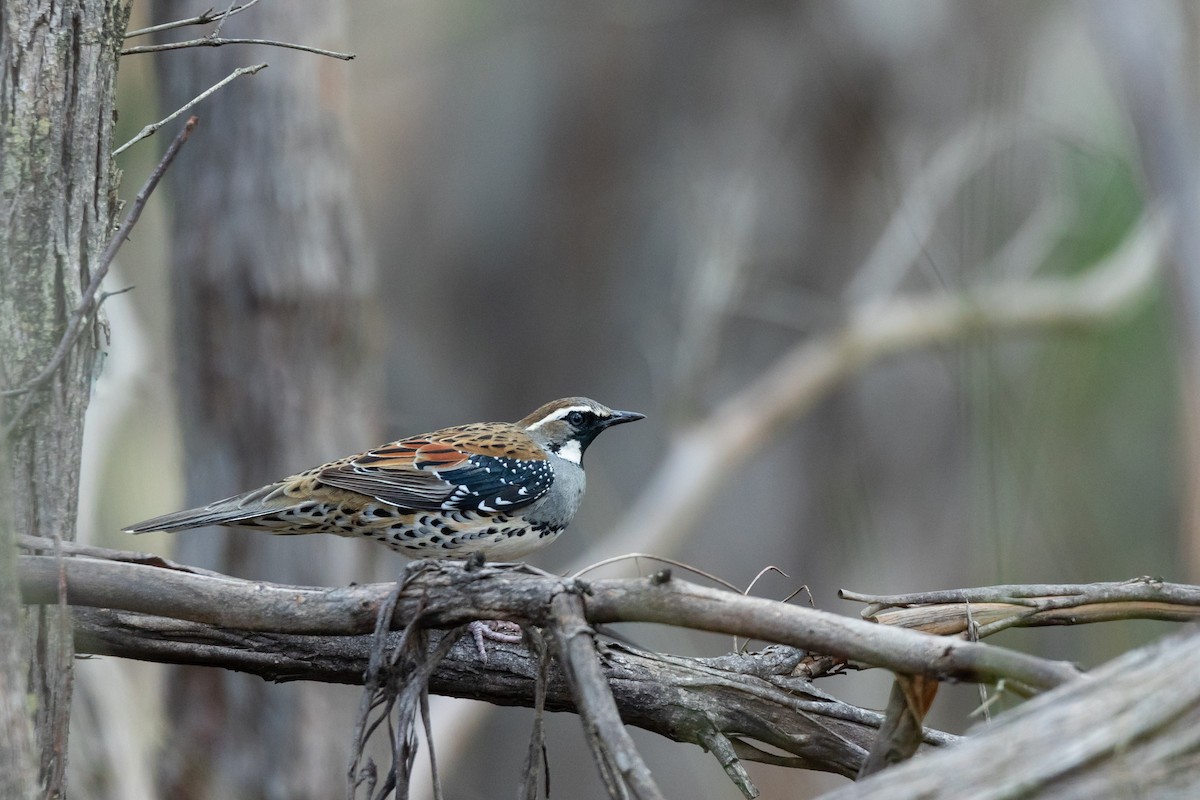 Spotted Quail-thrush - ML623587554